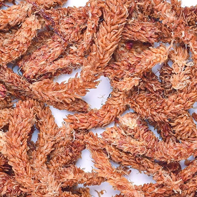 Musgo Sphagnum Chileno 150g, M - Sphagnum Moss Dry avaliação e preço