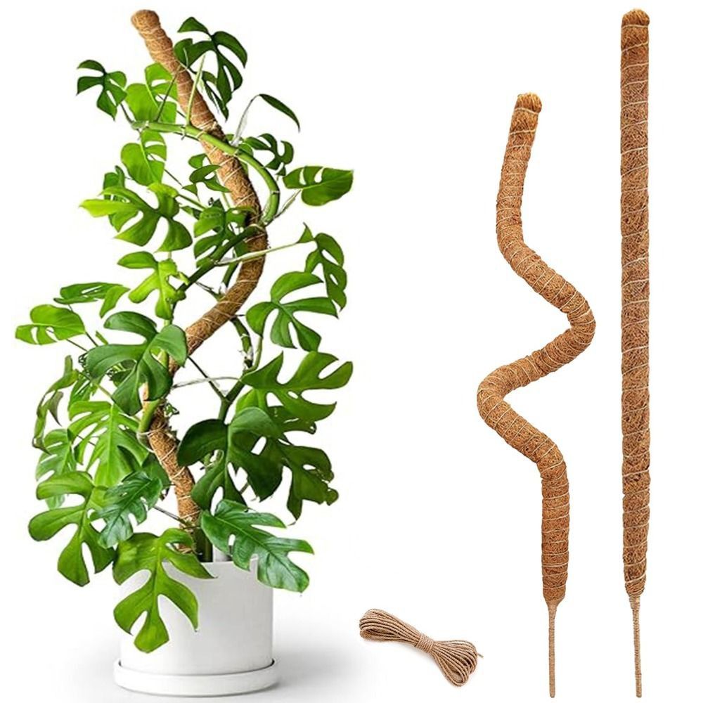 Suporte para Plantas em Palha  - Sphagnum Moss Dry avaliação e preço