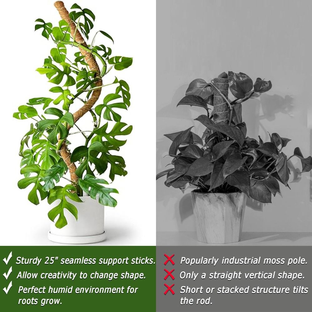 Suporte para Plantas em Palha  - Sphagnum Moss Dry avaliação e preço
