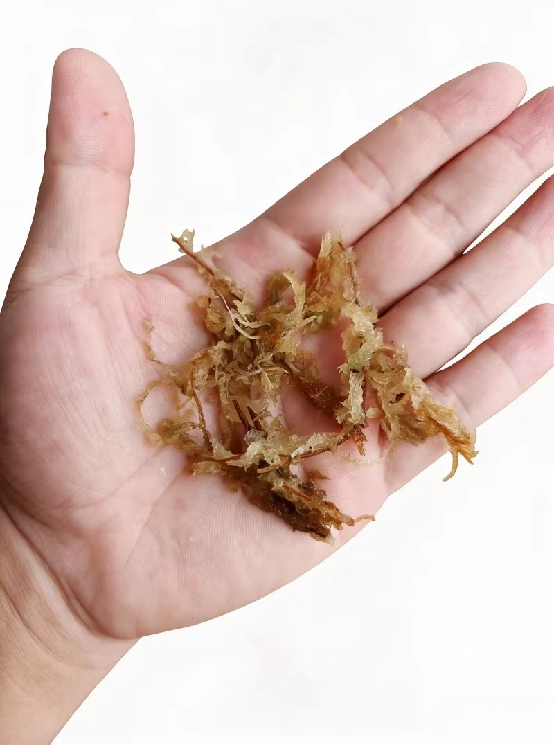 Musgo Sphagnum Premium para Or - Sphagnum Moss Dry avaliação e preço